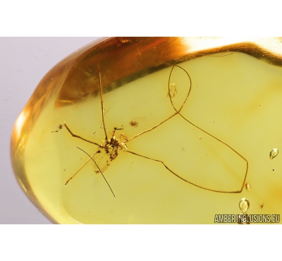 Harvestman, Opiliones. Fossil inclusion in Baltic amber #8990