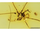 Harvestman, Opiliones. Fossil inclusion in Baltic amber #8990