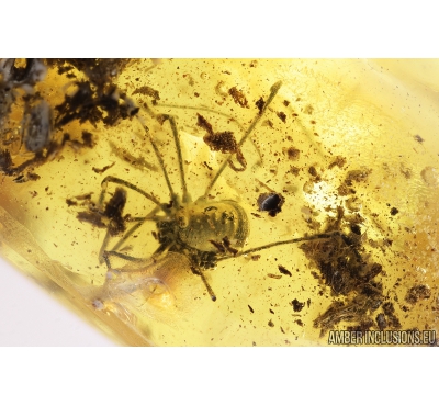 Harvestman, Opiliones. Fossil inclusion in Baltic amber #8991