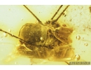 Big 40mm Harvestman, Opiliones. Fossil inclusion in Baltic amber #8992