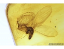 Lacewing, Neuroptera, Sisyridae. Fossil insect in Baltic amber #8993