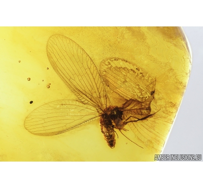 Lacewing, Neuroptera, Sisyridae. Fossil insect in Baltic amber #8993
