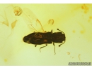 Cylindrical bark beetle Zopheridae Pycnomerus and Bristletail Machilidae. Fossil insects Baltic amber #9011