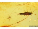 Cylindrical bark beetle Zopheridae Pycnomerus and Bristletail Machilidae. Fossil insects Baltic amber #9011