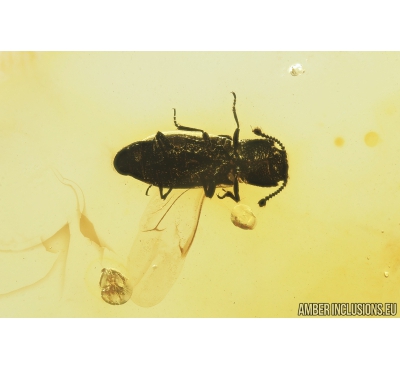 Cylindrical bark beetle Zopheridae Pycnomerus and Bristletail Machilidae. Fossil insects Baltic amber #9011