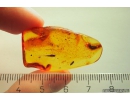 Cylindrical bark beetle Zopheridae Pycnomerus and Bristletail Machilidae. Fossil insects Baltic amber #9011