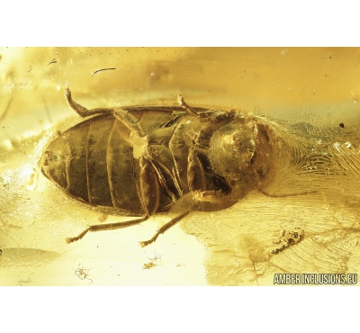 Marsh Beetle, Scirtidae. in Baltic amber #9015