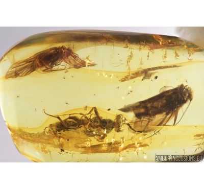Rare Cuckoo Wasp Chrysididae Cleptes and Caddisflies Trichoptera. Fossil insects in Baltic amber #9017