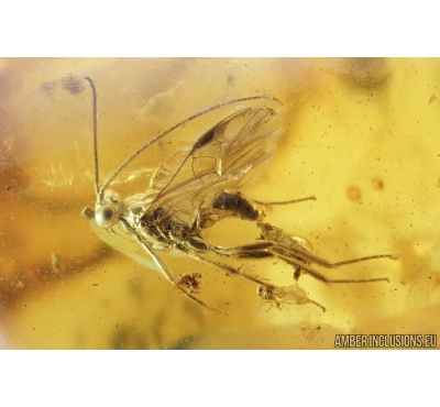 Ichneumon Wasp, Ichneumonidae. Fossil insect in Baltic amber #9018