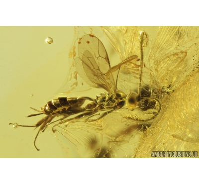 Ichneumon Wasp, Ichneumonidae. Fossil insect in Baltic amber #9019