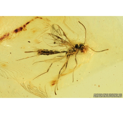 Ichneumon Wasp, Ichneumonidae. Fossil insect in Baltic amber #9020