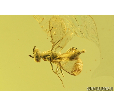 Chalcid Wasp, Chalcidoidea. Fossil insect in Baltic amber #9022