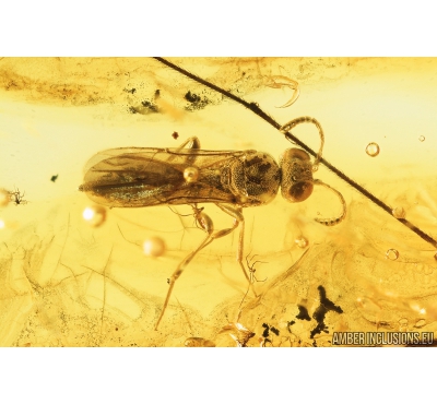 Proctotrupid Wasp, Proctotrupoidea, Scelionidae. Fossil insect in Baltic amber #9023