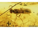 Proctotrupid Wasp, Proctotrupoidea, Scelionidae. Fossil insect in Baltic amber #9023
