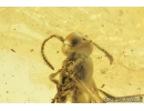 Proctotrupid Wasp, Proctotrupoidea. Fossil insect in Baltic amber #9024