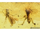 Proctotrupid Wasp, Proctotrupoidea. Fossil insect in Baltic amber #9024