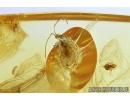 Psocid Psocoptera, Aphid, Wasp and More. Fossil insects in Baltic amber #9028