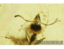 Very Nice Ant Formicidae Gesomyrmex hoernesi. Fossil insect in Ukrainian Rovno amber #9093R