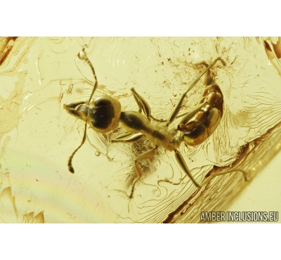 Very Nice Ant Formicidae Gesomyrmex hoernesi. Fossil insect in Ukrainian Rovno amber #9093R