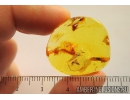Very Nice Ant Formicidae Gesomyrmex hoernesi. Fossil insect in Ukrainian Rovno amber #9093R