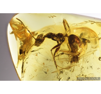 Big Ant, Hymenoptera. Fossil inclusion in Baltic amber stone #9034