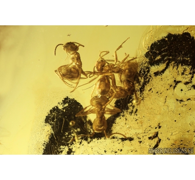 Many Ants Hymenoptera. Fossil insects in Baltic amber #9035