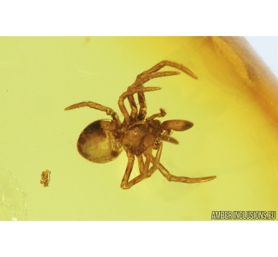 Small Spider, Araneae. Fossil inclusion in Baltic amber stone #9036