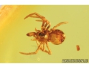 Small Spider, Araneae. Fossil inclusion in Baltic amber stone #9036
