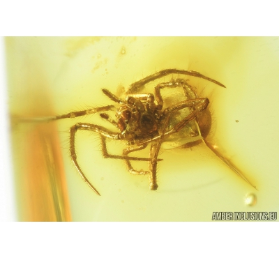 Spider, Araneae. Fossil inclusion in Baltic amber stone #9037