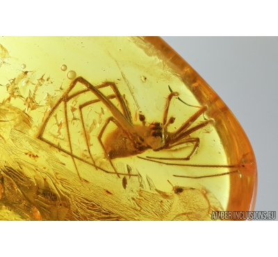 Spider Araneae and Biting midges Ceratopogonidae. Fossil inclusions in Baltic amber stone #9038