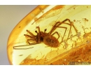 Spider Araneae and Biting midges Ceratopogonidae. Fossil inclusions in Baltic amber stone #9038