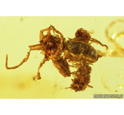 Fragments of different insects. Fossil inclusions in Baltic amber #9039