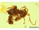 Fragments of different insects: Beetle, Spider and More. Fossil inclusions in Baltic amber #9039