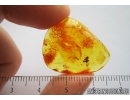 Fragments of different insects. Fossil inclusions in Baltic amber #9039