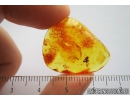 Fragments of different insects: Beetle, Spider and More. Fossil inclusions in Baltic amber #9039
