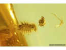 Nice insect Fragment and Millipede Polyxenidae. Fossil inclusions in Baltic amber #9040