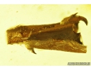 Nice insect Fragment and Millipede Polyxenidae. Fossil inclusions in Baltic amber #9040