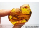 Very Nice Amber Drop. Fossil inclusion in Baltic amber #9042