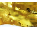 Coccid Coccoidea Matsucoccus and Dance Fly Hybotidae. Fossil insects in Baltic amber #9043