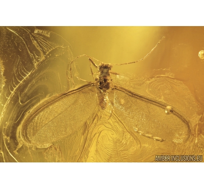 Coccid Coccoidea Matsucoccus and Dance Fly Hybotidae. Fossil insects in Baltic amber #9043