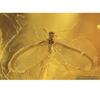 Coccid Coccoidea Matsucoccus and Dance Fly Hybotidae. Fossil insects in Baltic amber #9043