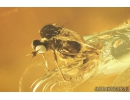 Coccid Coccoidea Matsucoccus and Dance Fly Hybotidae. Fossil insects in Baltic amber #9043