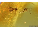 Psocid nymph Psocoptera and Fungus gnats Mycetophilidae. Fossil insects in Baltic amber #9044