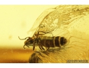 Plant-hopper Nymph Cicadina and Black Scavenger fly Scatopsidae. Fossil insects in Baltic amber #9045