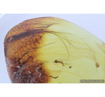 Mammalian hair and Gnats. Fossil inclusions in Baltic amber #9046