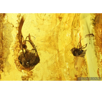 Flower Plant and Black fly Simuliidae. Fossil inclusions in Baltic amber #9047