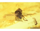 Flower Plant and Black fly Simuliidae. Fossil inclusions in Baltic amber #9047