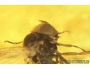 Flower Plant and Black fly Simuliidae. Fossil inclusions in Baltic amber #9047