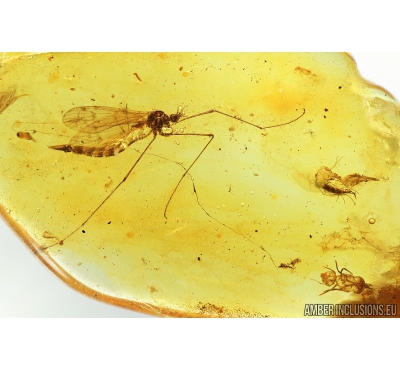 Crane Fly, Limoniidae and Springtail, Collembola. Fossil inclusions in Baltic amber #9048