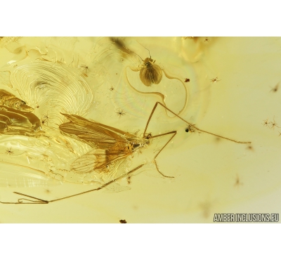 Crane Fly Limoniidae, Rare Psocid, Psocoptera Sphaeropsocidae and Piece of amber inside. Fossil inclusions in Baltic amber #9049